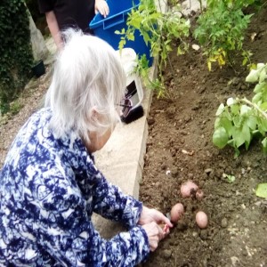 Residents Harvesting Potatoes at The Old Vicarage Care Home